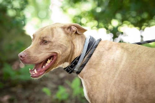 Photo of Levi, adoptable senior Terrier in Lewistown, Pennsylvania