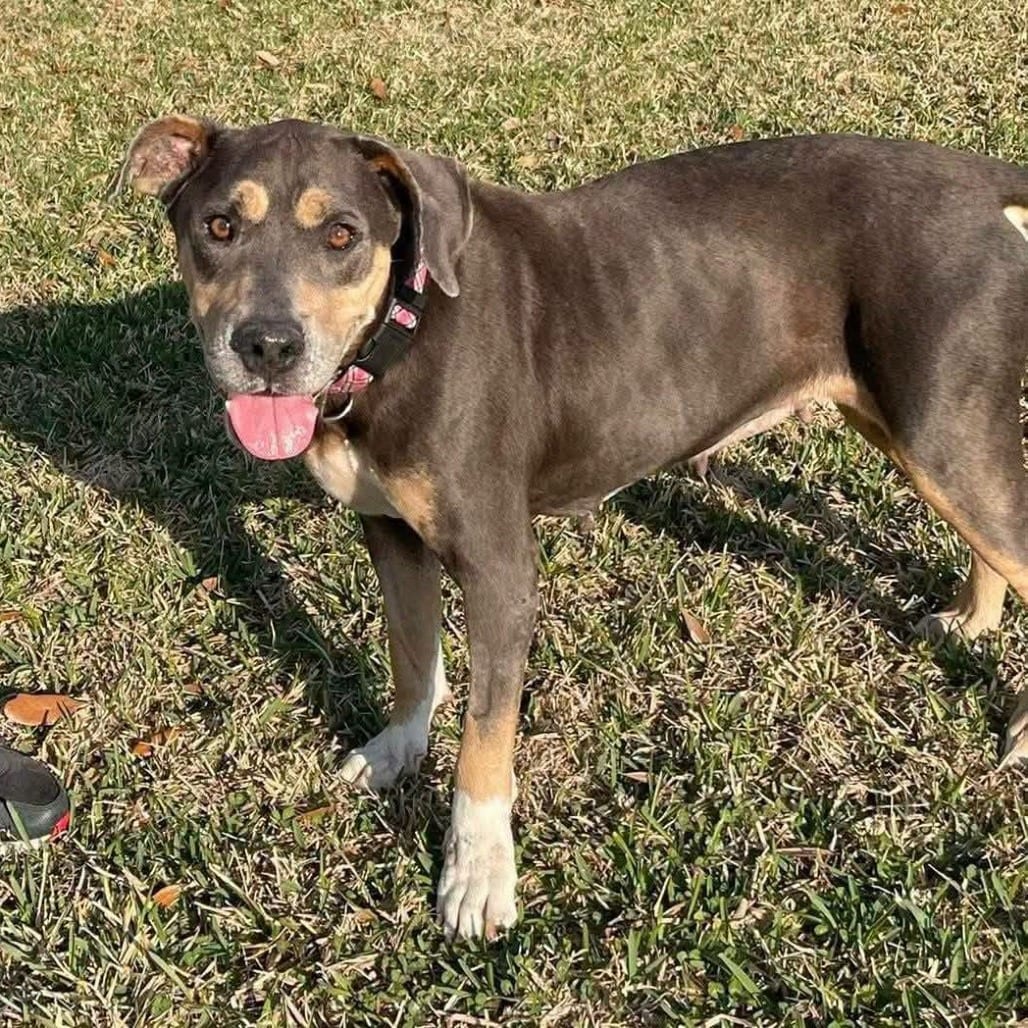 Photo of Miracle, adoptable senior Terrier, Pit Bull in Beaumont, Texas