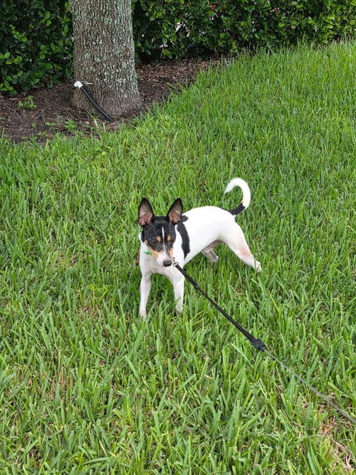 Photo of Bobby, adoptable senior Rat Terrier in Orlando, Florida