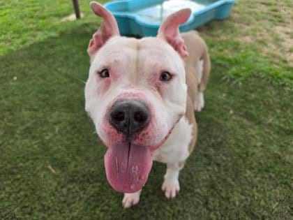 Photo of Hurly Burly, adoptable senior dog in Georgetown, Texas