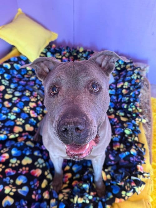 Photo of Rayna, adoptable senior American Staffordshire Terrier in Queen Creek, Arizona