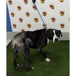 Photo of Kilo, adoptable senior American Pit Bull Terrier in Land O'Lakes, Florida