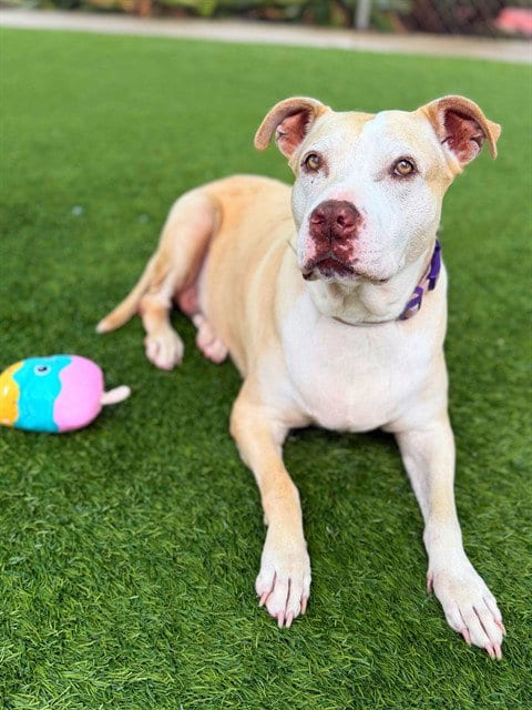 Photo of Roxy, adoptable senior Pit Bull Terrier in Agoura, California