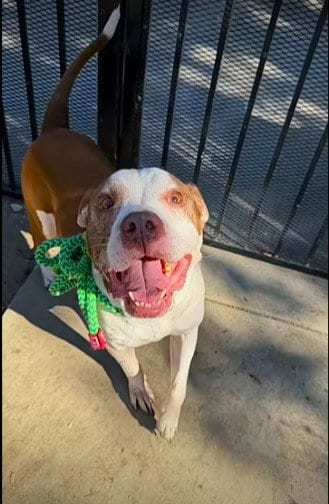 Photo of Charmer, adoptable senior Pit Bull Terrier in Sacramento, California