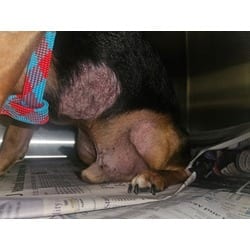 Photo of Tony, adoptable senior Terrier (Unknown Type, Medium) in Baton Rouge, Louisiana
