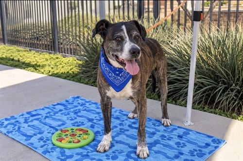 Photo of Ivan, adoptable senior Pit Bull Terrier in Orange, California