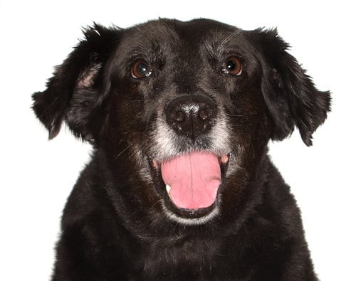 Photo of Katrina, adoptable senior Border Collie in Oakland Park, Florida
