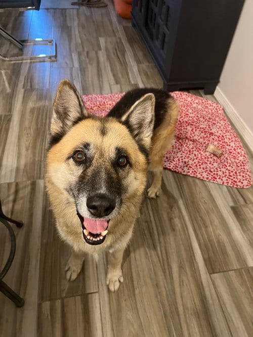 Photo of Toby, adoptable senior German Shepherd Dog in phoenix, Arizona