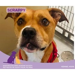 Photo of Scrappy, adoptable senior American Pit Bull Terrier in Eighty Four, Pennsylvania