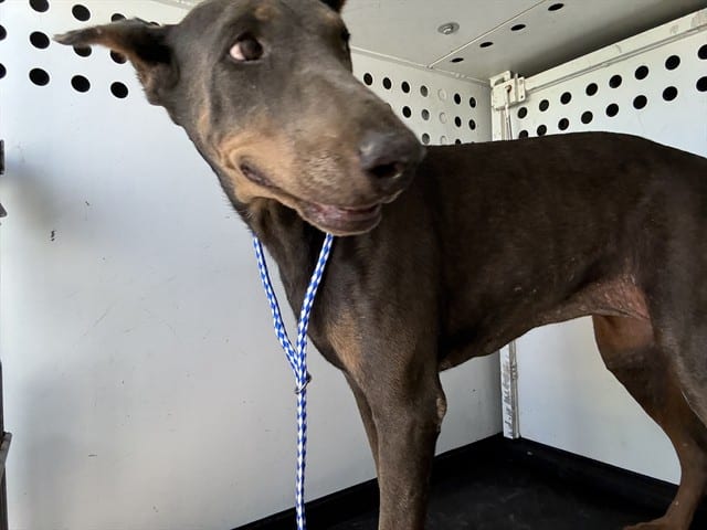 Photo of Senior Doberman Pinscher, adoptable senior Doberman Pinscher in Bakersfield, California
