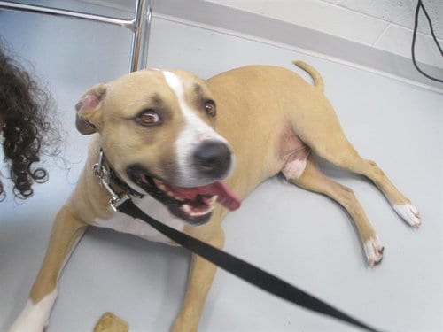 Photo of Tyson, adoptable senior Staffordshire Bull Terrier in Ocala, Florida