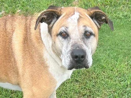 Photo of Cora, adoptable senior dog in Georgetown, Texas