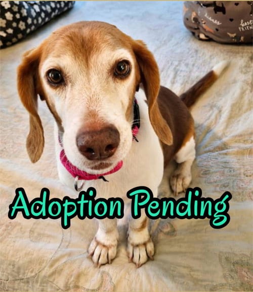Photo of Macie, adoptable senior Beagle in Dunnellon, Florida