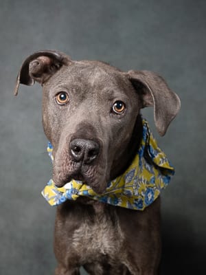 Photo of Flo-jo, adoptable senior dog in Atlanta, Georgia