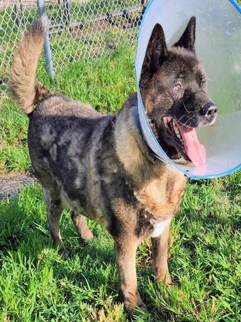 Photo of Jasper, adoptable senior Akita in Houston, Texas