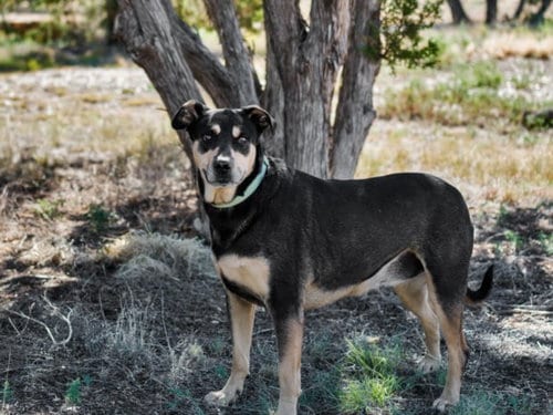 Photo of Chloe, adoptable senior Rottweiler in Santa Fe, New Mexico