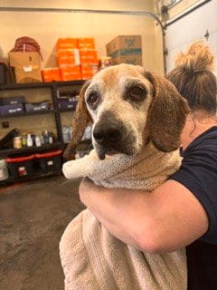 Photo of Bailey, adoptable senior Beagle in Lee's Summit, Missouri