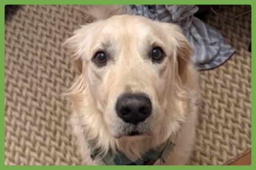 Photo of Mochi, adoptable senior Golden Retriever in Amherst, Massachusetts