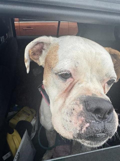 Photo of Holly, adoptable senior Boxer in San Antonio, Texas