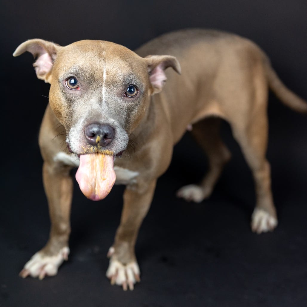 Photo of Fifa, adoptable senior Terrier, American Pit Bull in Georgia, Georgia