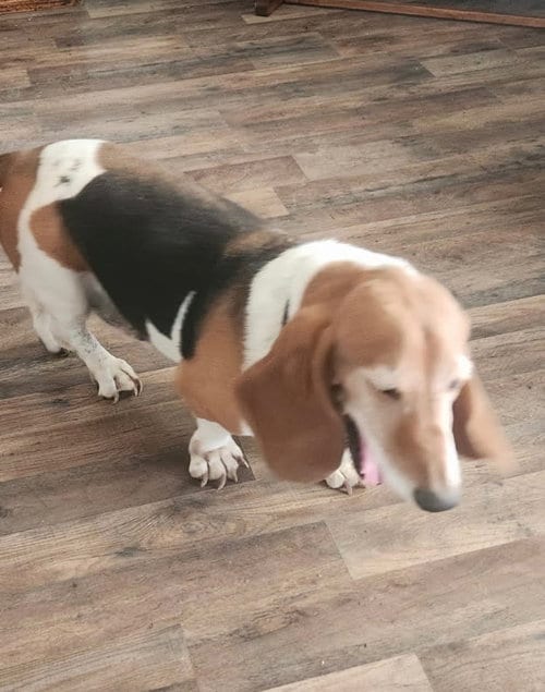 Photo of Thorin, adoptable senior Basset Hound in Grapevine, Texas