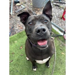 Photo of Molly, adoptable senior Terrier (Unknown Type, Medium) in Doral, Florida