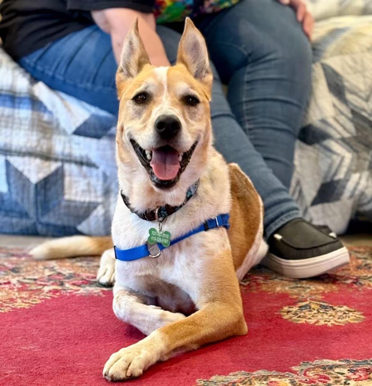 Photo of Koda, adoptable senior Australian Cattle Dog Mixed Breed (Medium) in Petaluma, California