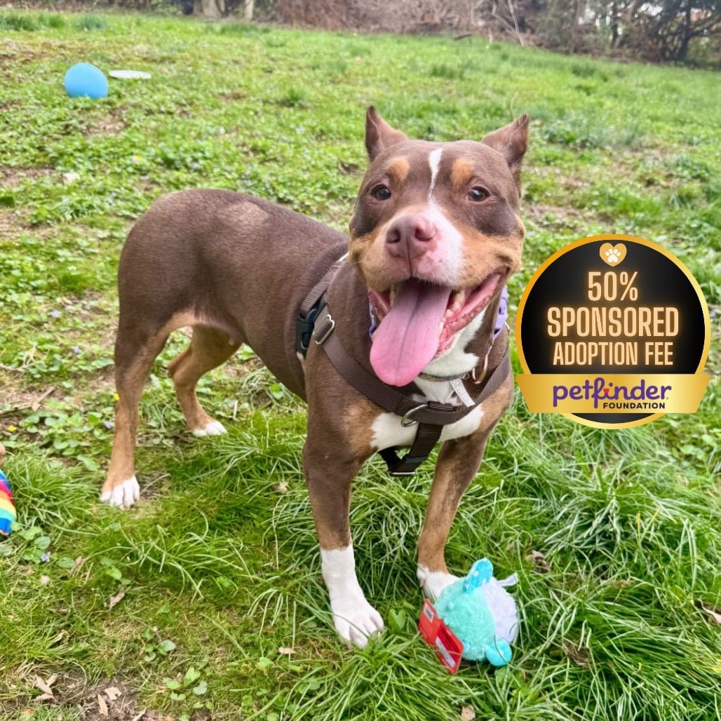 Photo of Reign, adoptable senior Terrier, American Pit Bull in York, Pennsylvania