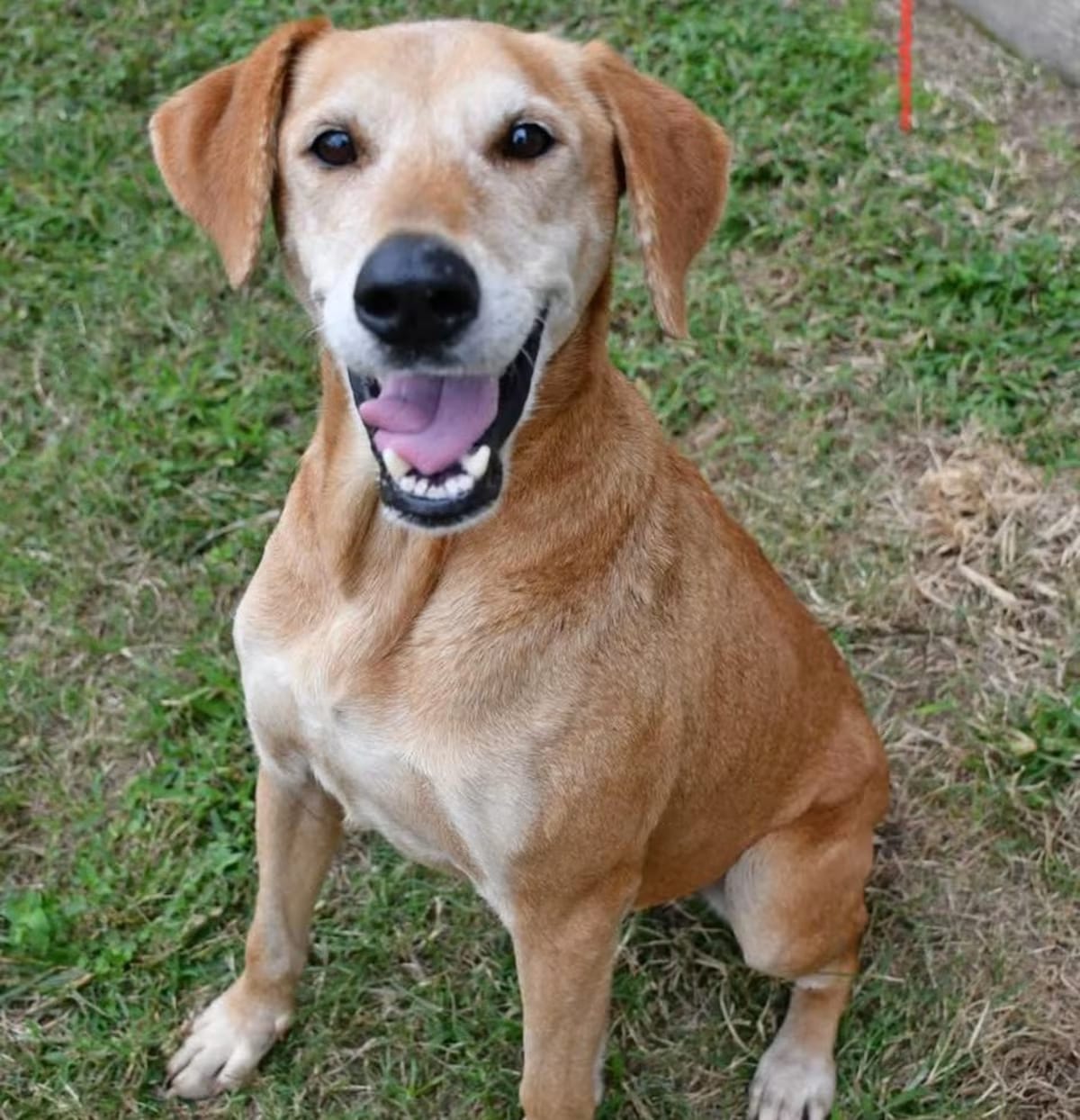 Photo of Mindy - Foster or Forever, adoptable senior Labrador Retriever Hound (Unknown Type) in Elburn, Illinois