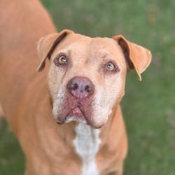 Photo of Abilene JuM, adoptable senior American Pit Bull Terrier in Richfield, Minnesota