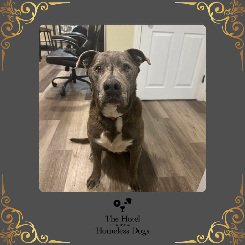 Photo of Walter, adoptable senior Terrier, American Staffordshire / Terrier in Cumberland, Rhode Island