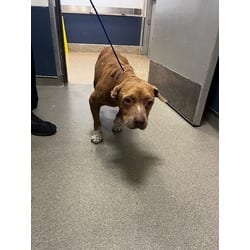 Photo of Mary, adoptable senior Terrier (Unknown Type, Medium) in Doral, Florida