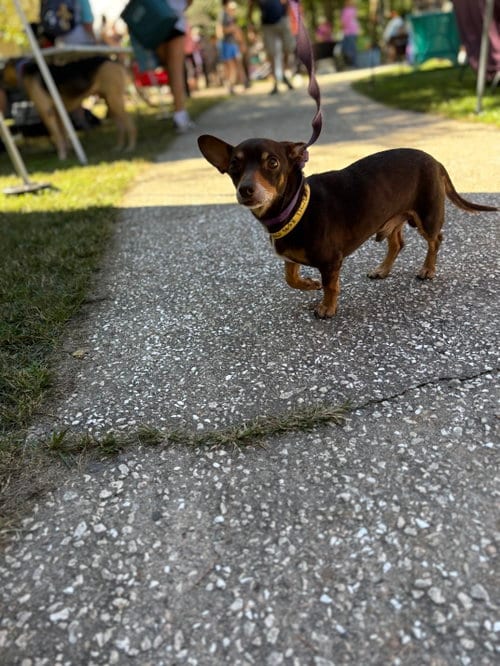 Photo of Matt, adoptable senior Dachshund in Mcclellanville, South Carolina