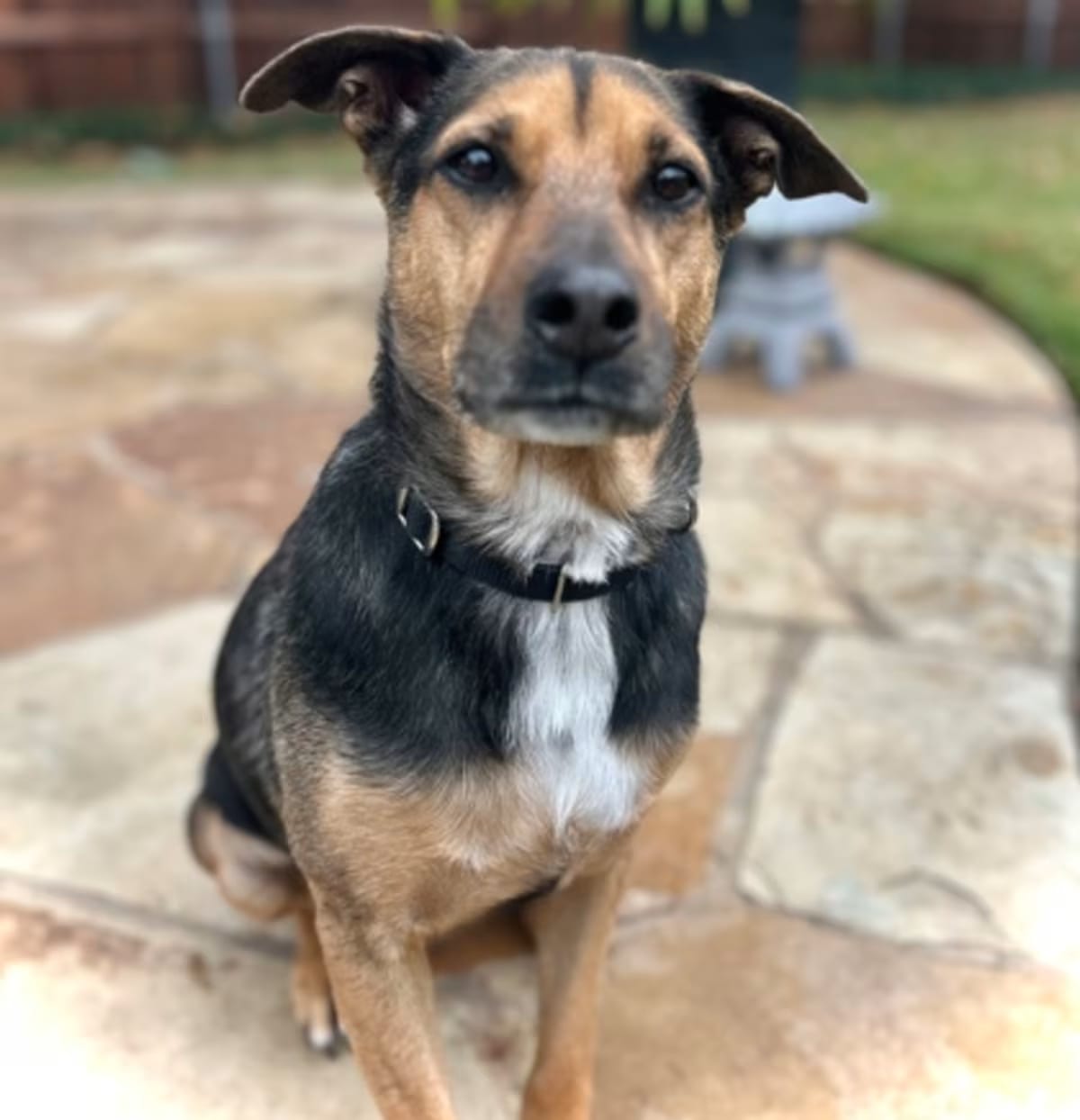 Photo of Ariel, adoptable senior German Shepherd Dog/Hound (Unknown Type) in McKinney, Texas