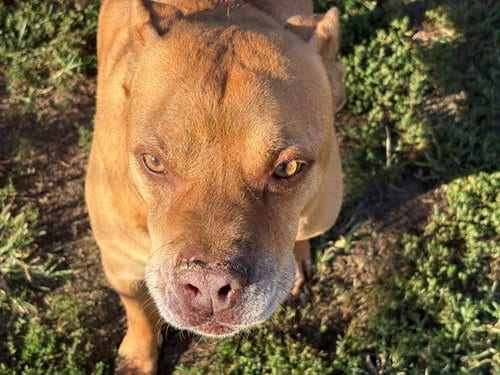 Photo of Roo, adoptable senior Pit Bull Terrier in Tulsa, Oklahoma