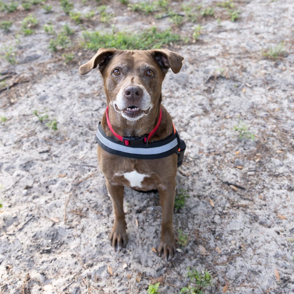 Photo of Matilda, adoptable senior Mixed Breed (Medium) in Gainesville, Florida