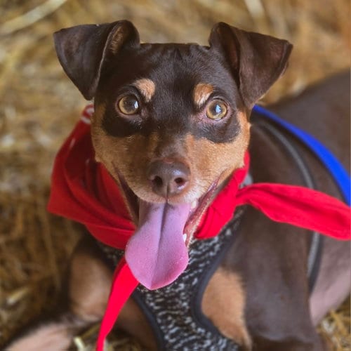 Photo of Bambi, adoptable senior Miniature Pinscher in Normal, Illinois
