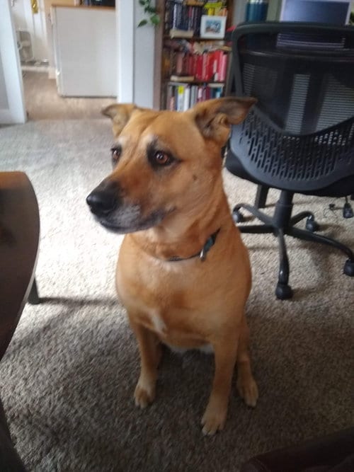 Photo of Tyche, adoptable senior Shepherd in Fort Collins, Colorado
