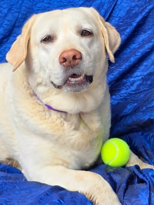 Photo of Lillie, adoptable senior Yellow Labrador Retriever in Cuba, New York