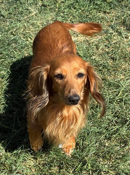 Photo of Annabelle, adoptable senior Dachshund in Hesperia, California