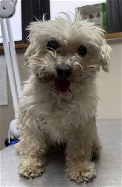 Photo of Pika, adoptable senior Maltese in Redlands, California