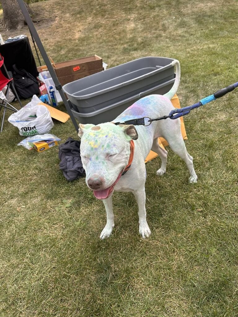 Photo of Luna Sky, adoptable senior Mixed Breed in Minot, North Dakota