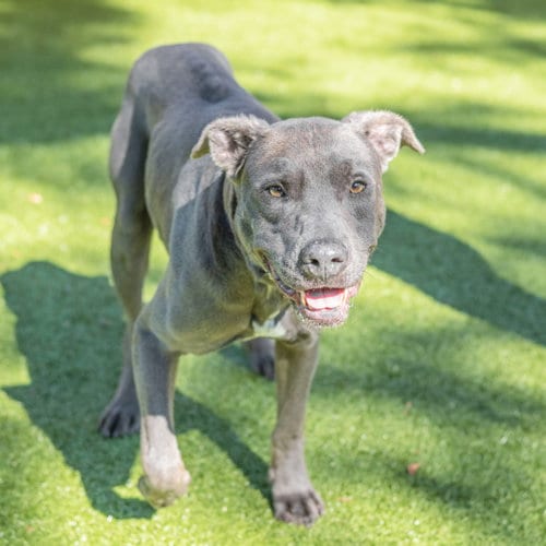 Photo of Douglas, adoptable senior Terrier in Hilton Head, South Carolina