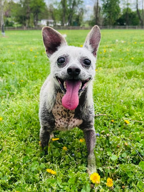 Photo of Wishbone, adoptable senior Chihuahua in Elizabethtown, Pennsylvania