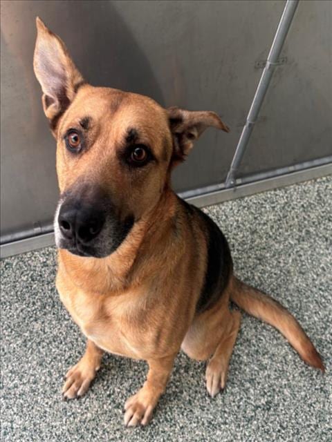 Photo of Goofy (Rex), adoptable senior German Shepherd Dog in Salisbury, North Carolina