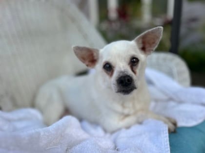 Photo of Jasper, adoptable senior dog in Atlanta, Georgia
