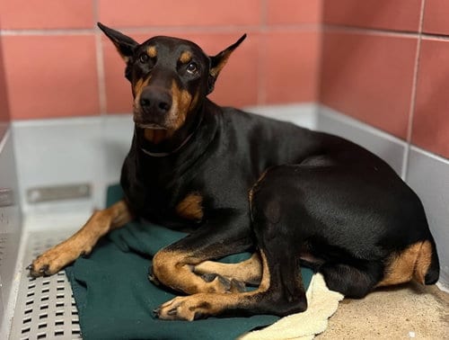 Photo of Rex, adoptable senior Doberman Pinscher in Houston, Texas
