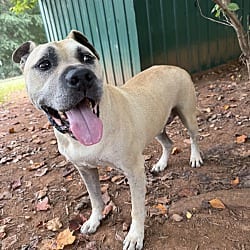 Photo of Happy, adoptable senior American Staffordshire Terrier in Salisbury, North Carolina