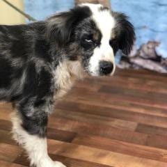 Photo of Dez, adoptable senior Shepherd, Australian / Mixed Breed (Medium) in Weatherford, Texas