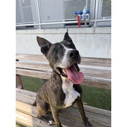 Photo of Sunset, adoptable senior Terrier (Unknown Type, Medium) in Doral, Florida